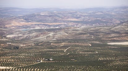 Vistas de cultivo de olivar desde la Piedra de Juan Mateo, en la localidad cordobesa de Luque.