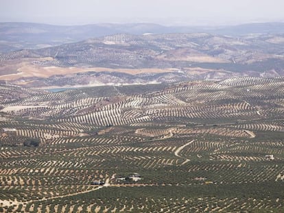 Vistas de cultivo de olivar desde la Piedra de Juan Mateo, en la localidad cordobesa de Luque.