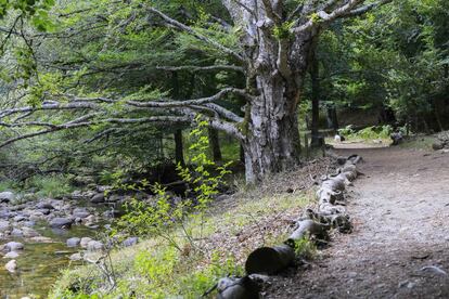 El hayedo de Montejo está en el extremo norte de la Comunidad de Madrid