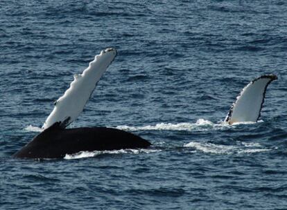 Dos ballenas avistadas durante los ensayos del nuevo sistema.