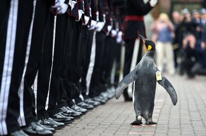El penguino Nils Olav II, ante la Guardia de Honor.