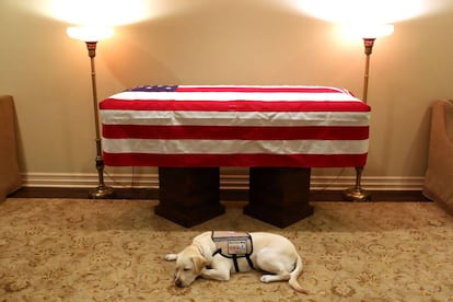 A imagem que comoveu as redes: Sully, o labrador do ex-presidente George Bush, no velório.