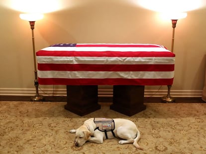 A imagem que comoveu as redes: Sully, o labrador do ex-presidente George Bush, no velório.