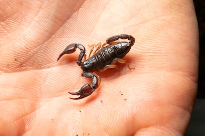 Escorpión europeo.