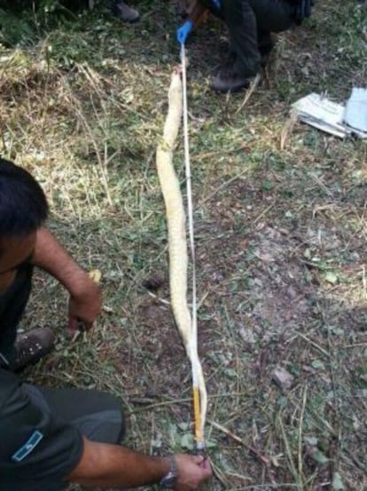 Los agentes rurales miden la pitón.