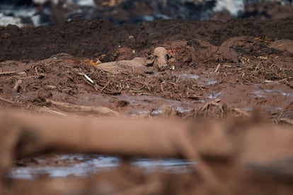 Uma vaca atolada na lama que soterrou Brumadinho: tragédia ambiental ainda com danos incalculáveis também para o meio ambiente.