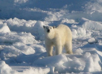 El barco científico que explora el Ártico ha hallado un oso entre el hielo.