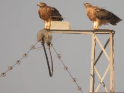 Tres ejemplares de águila imperial en un poste eléctrico. CSIC