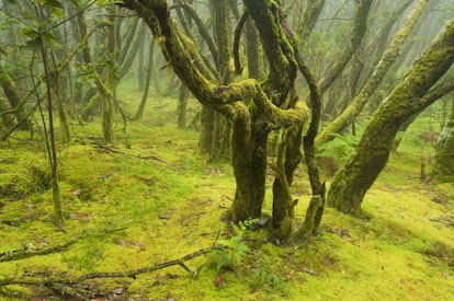 La laurisilva canaria es un tipo de bosque subtropical que se remonta a la Era Terciaria y pervive, en óptimas condiciones, en el parque nacional de Garajonay, en la isla canaria de La Gomera. Un escenario con un punto de irrealidad, envuelto en aguas y brumas, con musgos y líquenes recubriendo los troncos de los árboles y profusión de helechos, como demostración botánica de la elevada humedad del ambiente. Es patrimonio mundial y reserva de la biosfera de la UNESCO.