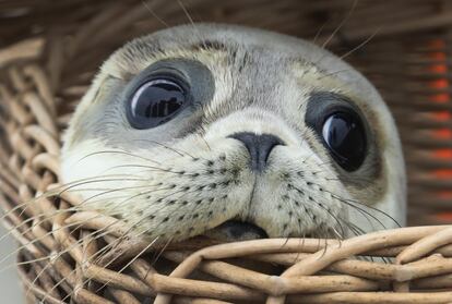 Una cría de foca sale de una cesta en el Mar del Norte, en la isla de Juist (Alemania).