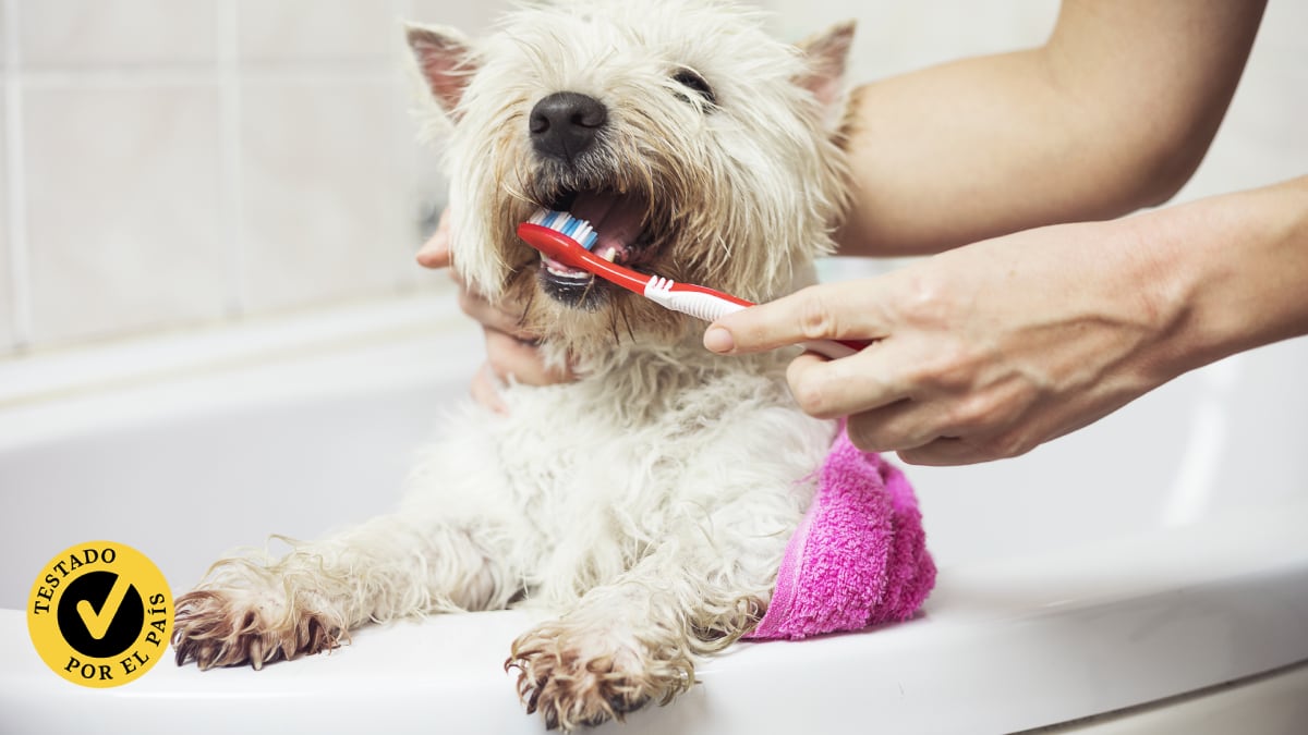 Probamos los mejores cepillos de dientes para perros 