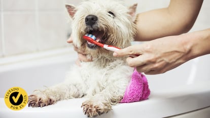 Artículo de EL PAÍS Escaparate que analiza y compara a fondo los mejores cepillos de dientes para perros de 2024.