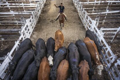 Un vaquero guía un atajo de vacas en el mercado de Liniers, el mercado ganadero más grande del país, a las afueras de Buenos Aires.
