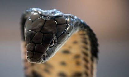 Una cobra real haciendo amigos.