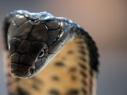 Una cobra real haciendo amigos.