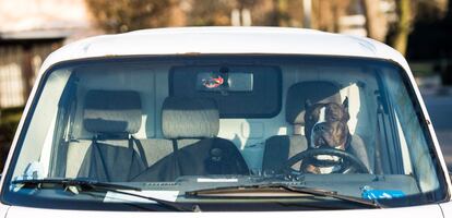A dog named "Face" of the Alano Espanol breed sits behind the steering wheel of a parked car on February 17, 2016 in Hamburg, northern Germany. / AFP / dpa / Lukas Schulze / Germany OUT