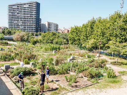 Un huerto urbano en el parque de Ernest Lluch, en Les Corts, Barcelona, en septiembre de 2019.