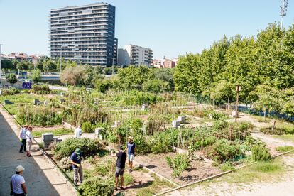 Un huerto urbano en el parque de Ernest Lluch, en Les Corts, Barcelona, en septiembre de 2019.