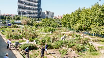 Un huerto urbano en el parque de Ernest Lluch, en Les Corts, Barcelona, en septiembre de 2019.