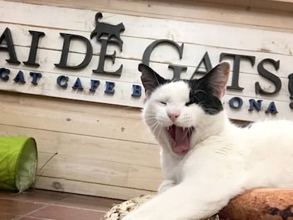 Bébete un café y llévate al gato