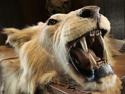 A cabeça e a pele de um leão caçado em um safári na África em 2008.