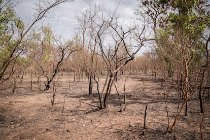 Terrenos afectados por la sequía en el pueblo de Keneba.