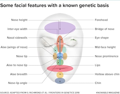 Researchers have identified more than 300 genes associated with specific facial features, though their effects are generally small. Here are a few features where genes make a difference.