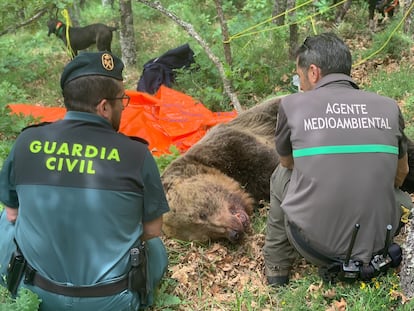 Dos agentes, junto al cadáver del oso que cayó al vacío por un barranco tras una pelea con otra osa y su cría en la Montaña Palentina.