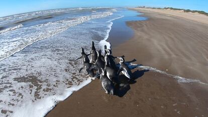 Diez pingüinos de Magallanes son devueltos al mar luego de ser rescatados y rehabilitados por la Fundación Mundo Marino, en San Clemente Del Tuyu, Argentina, en abril de 2020.