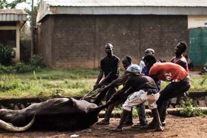 Un grupo de hombres tiran de un cebú para ser sacrificado en un matadero público en Bangui, en la República Centroafricana.