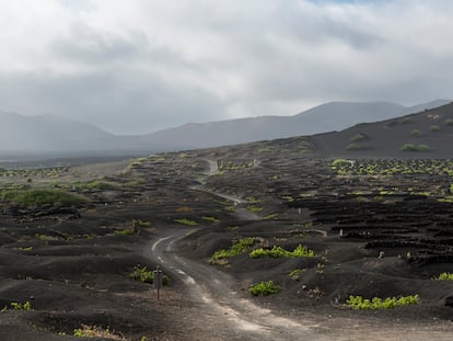 Viñas en el suelo volcánico en la isla de Lanzarote.