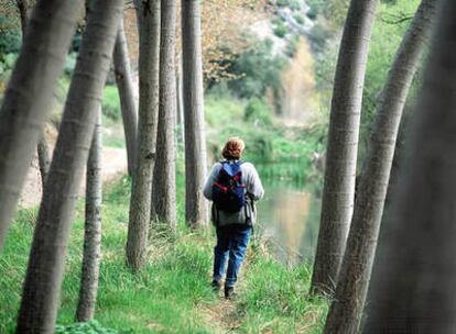 Álamos en el Río Dulce de Sigüenza, confines de la Alcarria