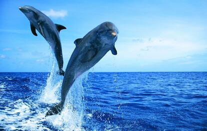 Dos delfines se divierten.