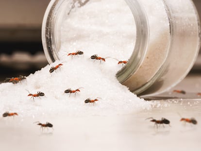 Artículo de EL PAÍS Escaparate que describe la guía definitiva contra los insectos en casa (también en verano)