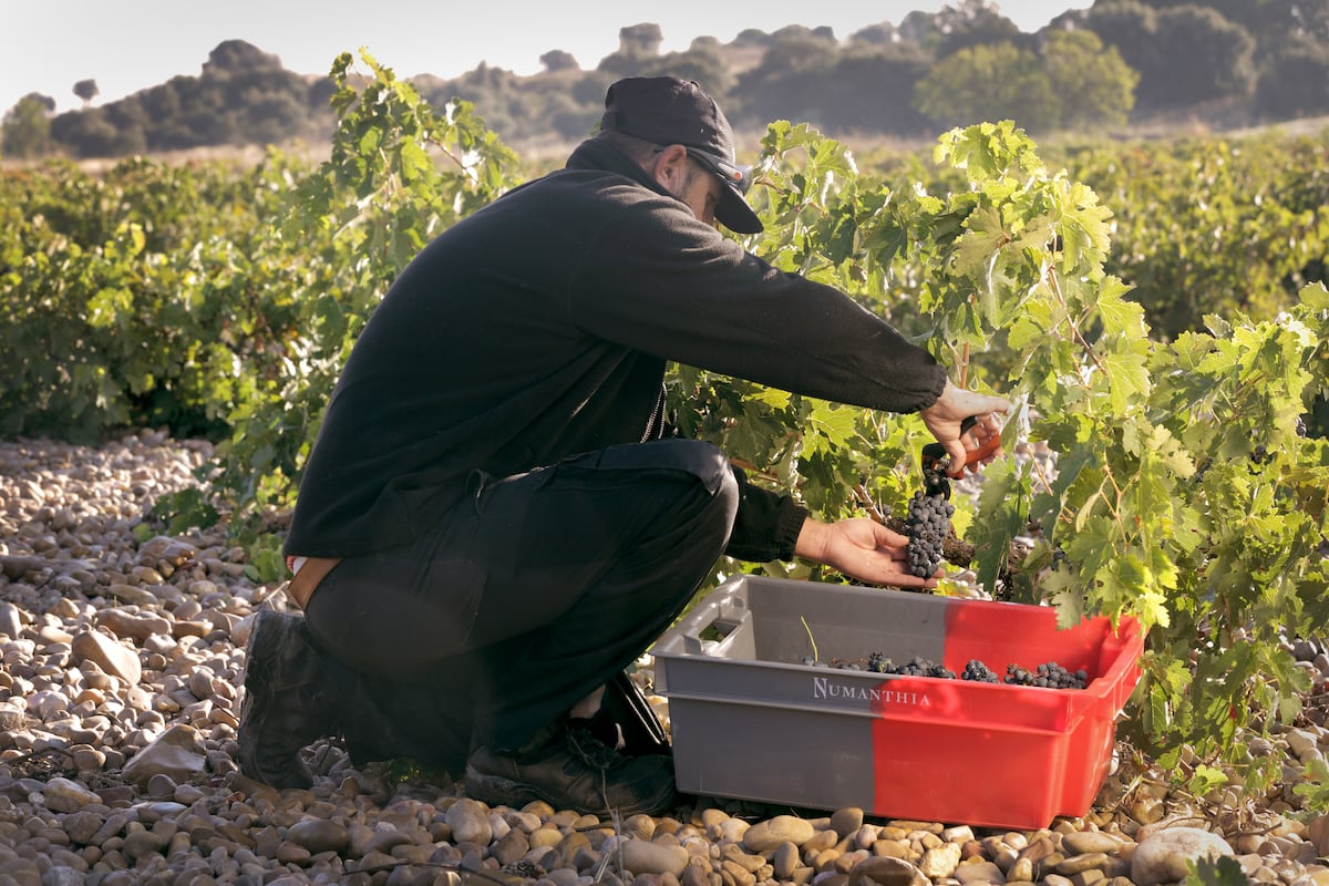 Por qué el gigante del lujo LVMH se ha enamorado de una bodega de Toro ...
