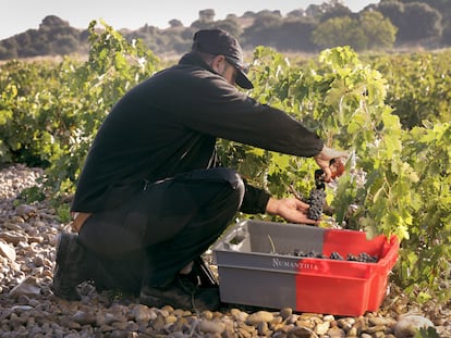 Bodega Numanthia, ubicada en Valdefinjas, Zamora.