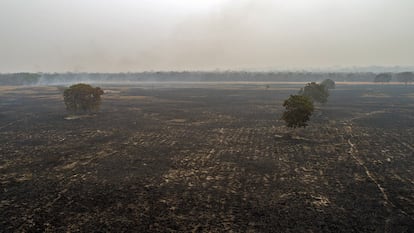 Queimada devasta floresta nas proximidades de Cuiabá.