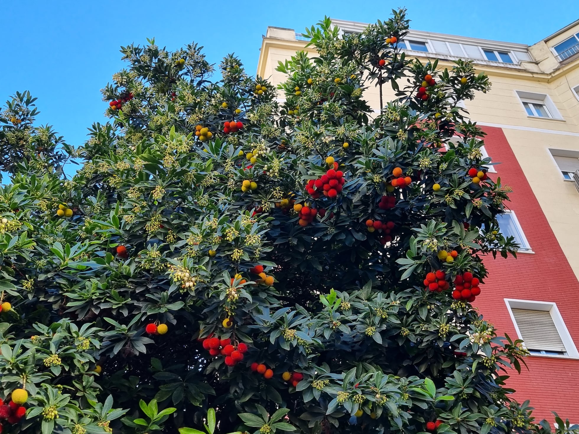 El madroño, ese arbusto con deliciosos frutos y bellos racimos de ...