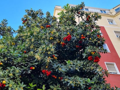 La abundancia de frutos maduros se junta con las flores en un madroño.