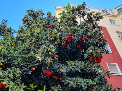 La abundancia de frutos maduros se junta con las flores en un madroño.