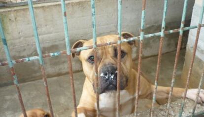 Rocky, uno de los perros del centro de protecci&oacute;n animal de Etxauri