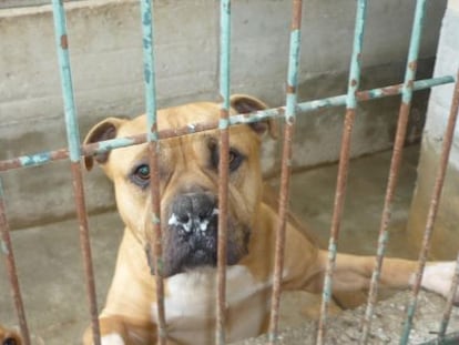 Rocky, uno de los perros del centro de protecci&oacute;n animal de Etxauri