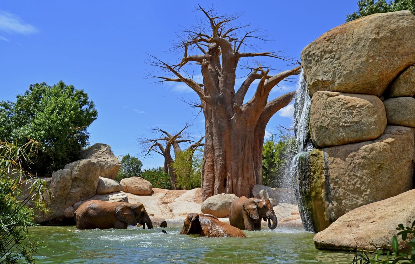 Elefantes refrescándose en el lago de Bioparc Valencia.