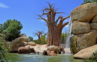 Elefantes refrescándose en el lago de Bioparc Valencia.