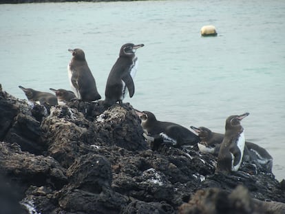 Una bandada de pingüinos de Galápagos  descansan sobre una roca de lava, vistos durante una expedición y muestreo de campo en octubre de 2021, en la Isla Isabela (Ecuador).