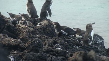 Una bandada de pingüinos de Galápagos  descansan sobre una roca de lava, vistos durante una expedición y muestreo de campo en octubre de 2021, en la Isla Isabela (Ecuador).