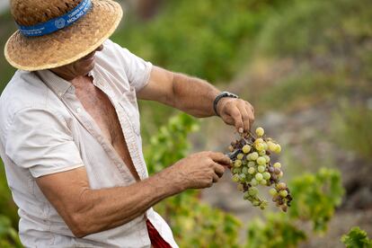 Paco 'Dionisio' Pérez, de 58 años, corta un racimo de moscatel de Alejandría en Almáchar (Málaga).