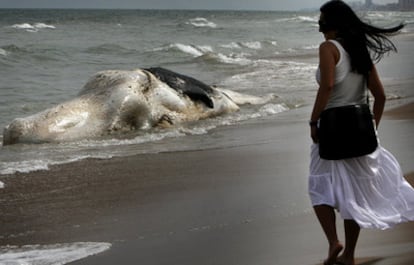 Una ballena de 11 metros de longitud apareció ayer por la mañana muerta en la orilla de la playa de El Saler de Valencia, cerca del Casal d&#39;Esplai.