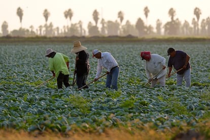 Migrantes trabajan en un campo de coles cerca de la frontera entre Texas y México, en noviembre de 2024, en Alamo, Texas.