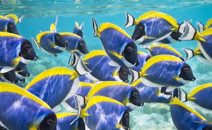 Peces cirujano de aleta amarilla, comunes en aguas tropicales del Índico y el Pacífico.